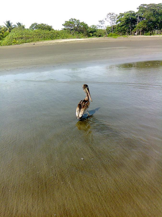 Апартаменты Plumita Pacifica Playa Junquillal Экстерьер фото